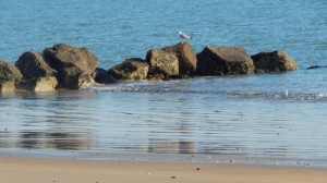 Mouette